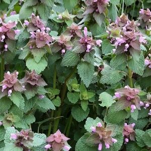 1000 Organic Purple Dead-Nettle FRESH SEEDS~ Lamium Purpuream Medicinal Herb